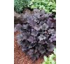 Гейхера Фростед Вайолет (Frosted Violet ) C1